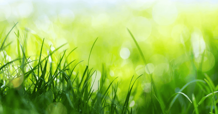 When is the best time to upgrade your lawn for maximum growth?